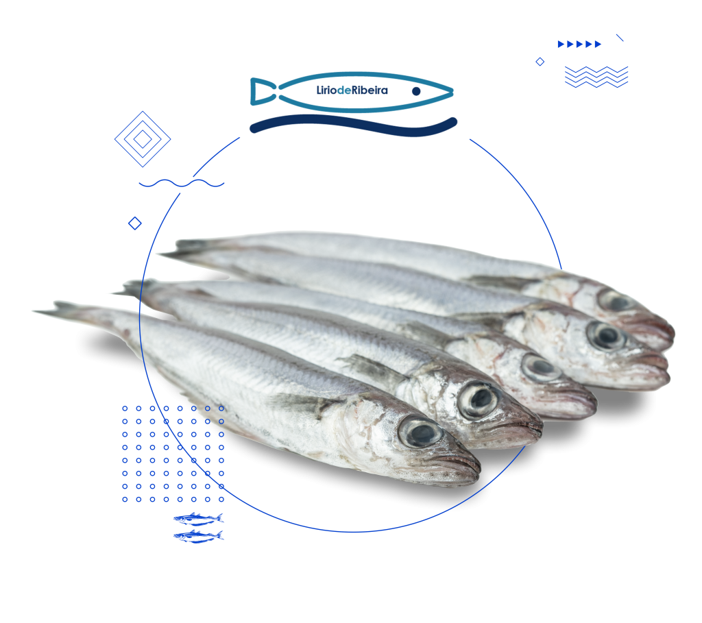 El lirio de Ribeira pertenece a la familia de los gádidos como el bacalao, la merluza o la faneca