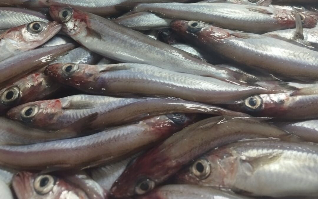 Lirio de Ribeira, un viaje seguro del mar a la mesa