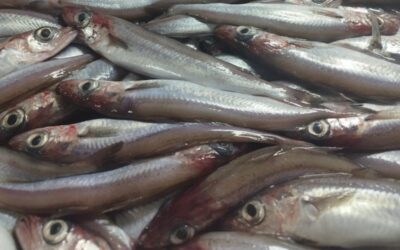 Lirio de Ribeira, un viaje seguro del mar a la mesa